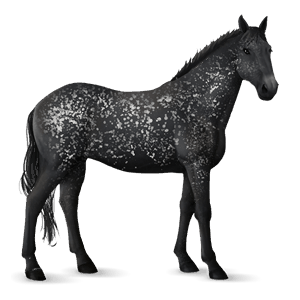 riding horse selle français black