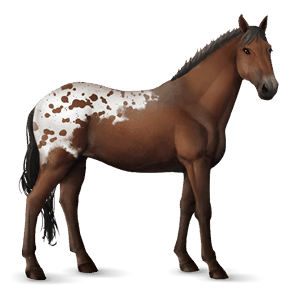 riding horse thoroughbred dapple gray