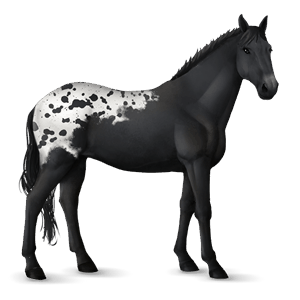 riding horse thoroughbred liver chestnut
