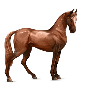riding horse marwari flaxen chestnut 