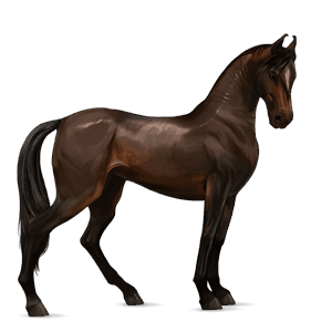 riding horse thoroughbred dark bay