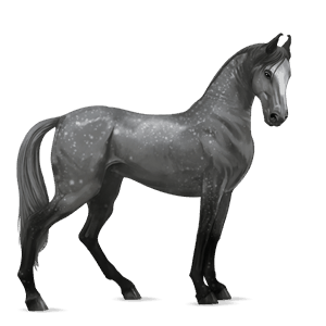riding horse shagya arabian dapple gray