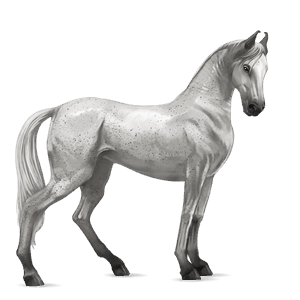 riding horse quarter horse light gray
