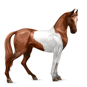 riding horse chestnut tobiano