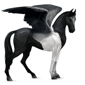 riding pegasus marwari black overo