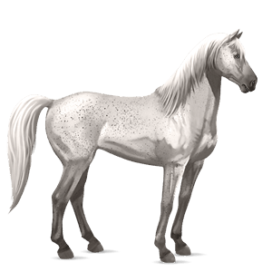 riding horse appaloosa bay blanket 
