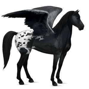 riding pegasus appaloosa bay spotted blanket 