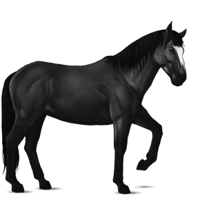 riding horse dark bay overo