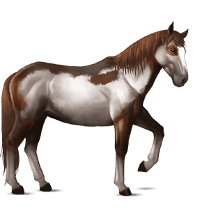 riding horse paint horse liver chestnut tobiano