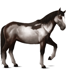 riding horse liver chestnut tobiano