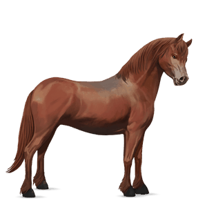 pony welsh chestnut