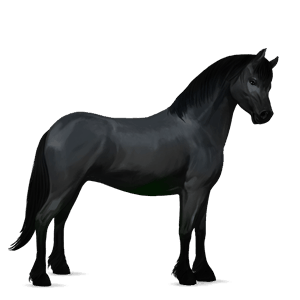 pony chincoteague pony black