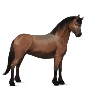 pony connemara bay