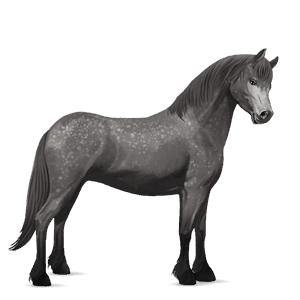 pony connemara dapple gray