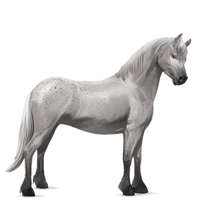 pony connemara fleabitten gray