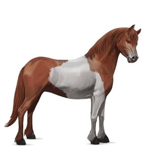pony brunblakk