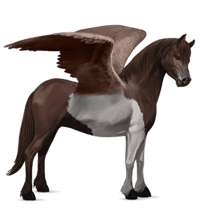 pegasus pony shetland dark bay tobiano