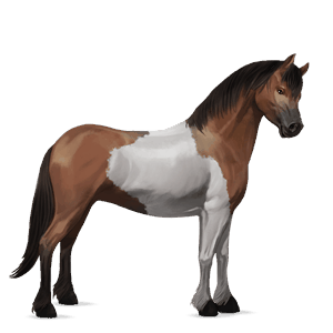 pony australian pony bay