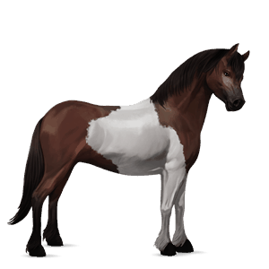 pony fjord brunblakk