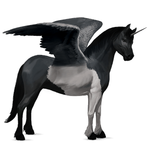 winged unicorn pony  newfoundland pony black