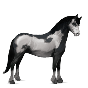 pony dun tobiano