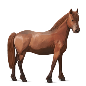 pony australian pony chestnut