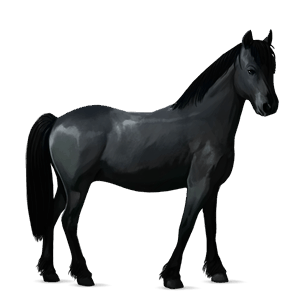 pony australian pony black