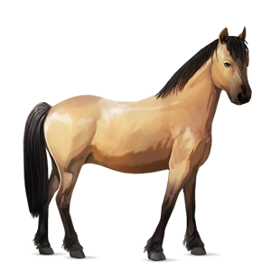 pony highland pony dun