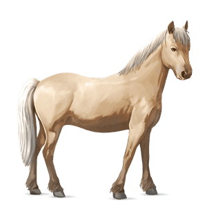 pony quarter pony palomino