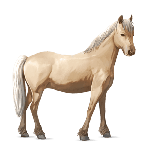 pony highland pony dun