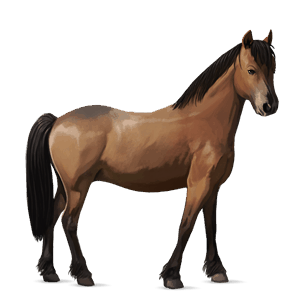 pony welsh bay