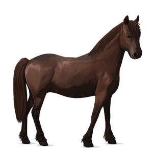 pony highland pony liver chestnut