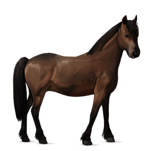 pony newfoundland pony dark bay