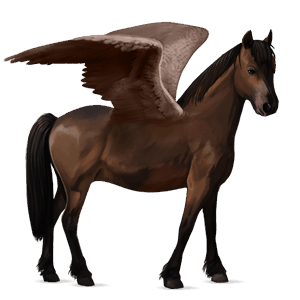 pegasus pony welsh bay