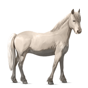 pony australian pony dapple gray