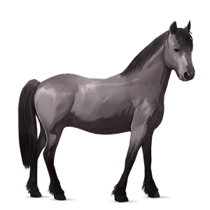 riding horse polish konik mouse gray