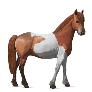 pony chestnut