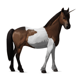 unicorn pony kerry bog dark bay tobiano