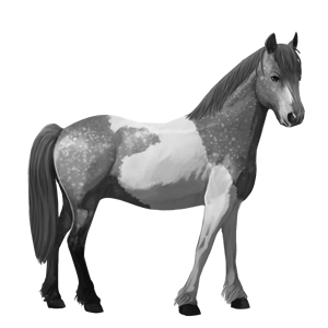 pony fjord gra