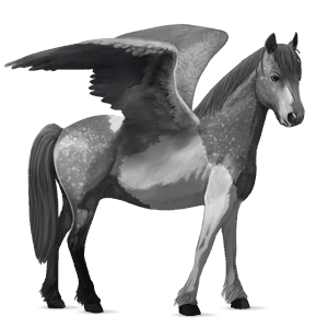 pegasus pony chincoteague pony dapple gray tobiano