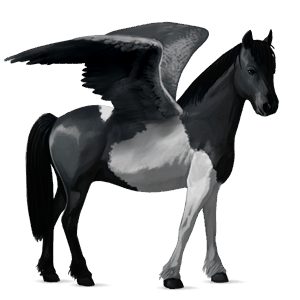 pegasus pony quarter pony black overo