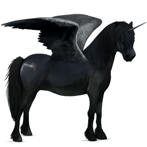 winged unicorn pony  newfoundland pony black