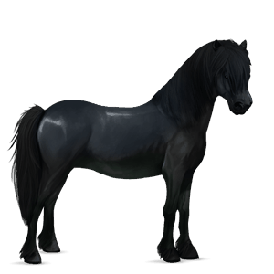 pony black