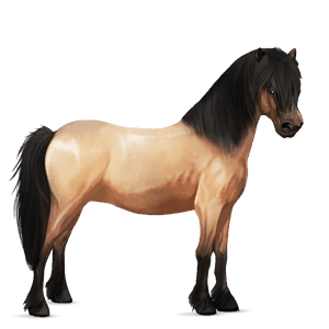 pony dun