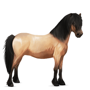 pony kerry bog dapple gray