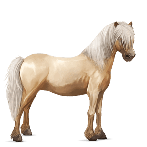 pony kerry bog palomino
