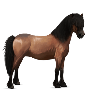 pony australian pony chestnut