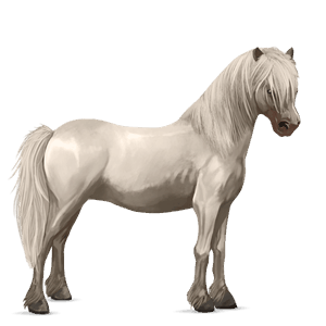 pony shetland light gray