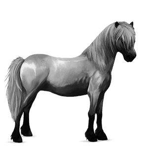 pony shetland dark bay