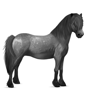 pony welsh dapple gray